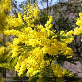 ACACIA dealbata Gaulois Astier