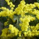 ACACIA dealbata Gaulois Astier