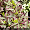 PITTOSPORUM tenuifolium Elisabeth