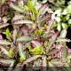 PITTOSPORUM tenuifolium Elisabeth