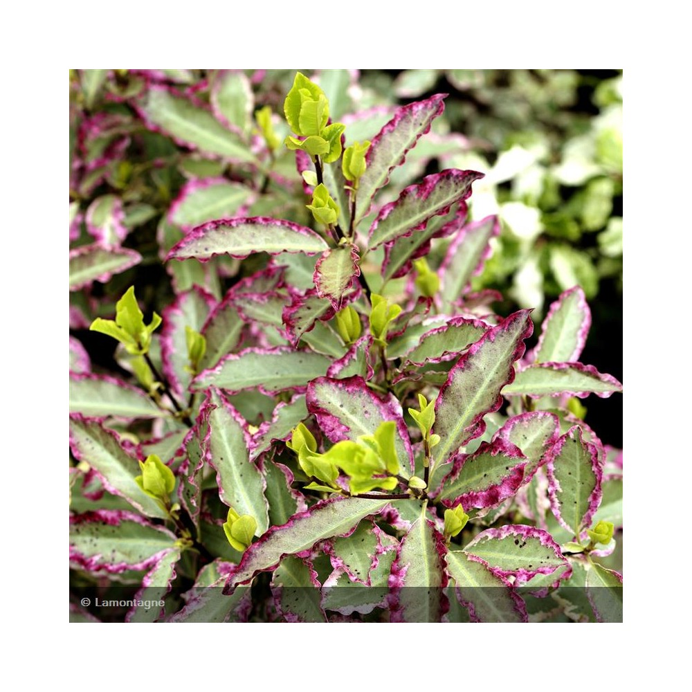 PITTOSPORUM tenuifolium Elisabeth
