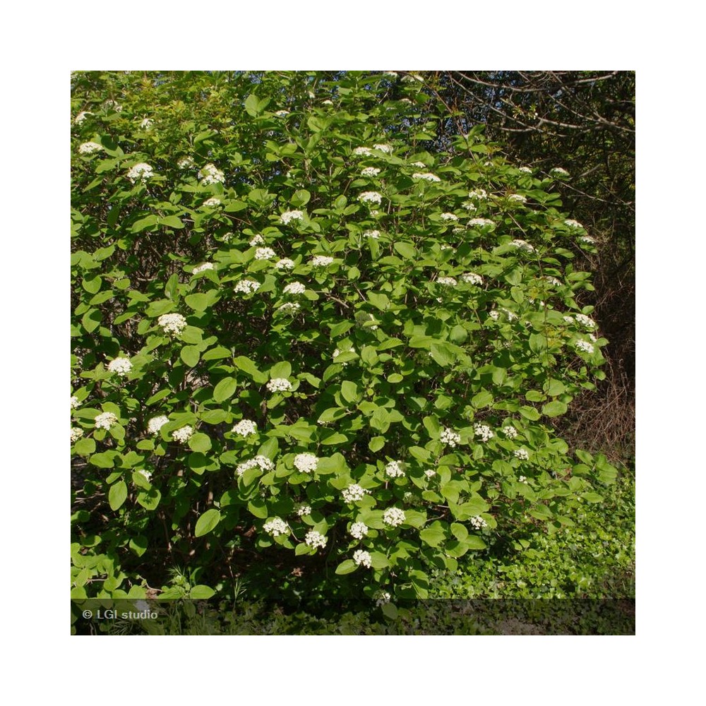 VIBURNUM lantana