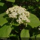 VIBURNUM lantana