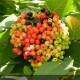 VIBURNUM lantana