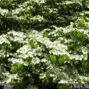 VIBURNUM plicatum Shasta