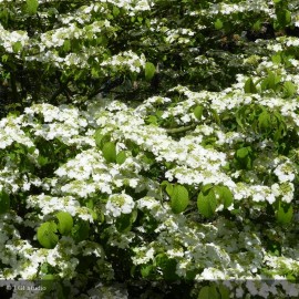 VIBURNUM plicatum Shasta