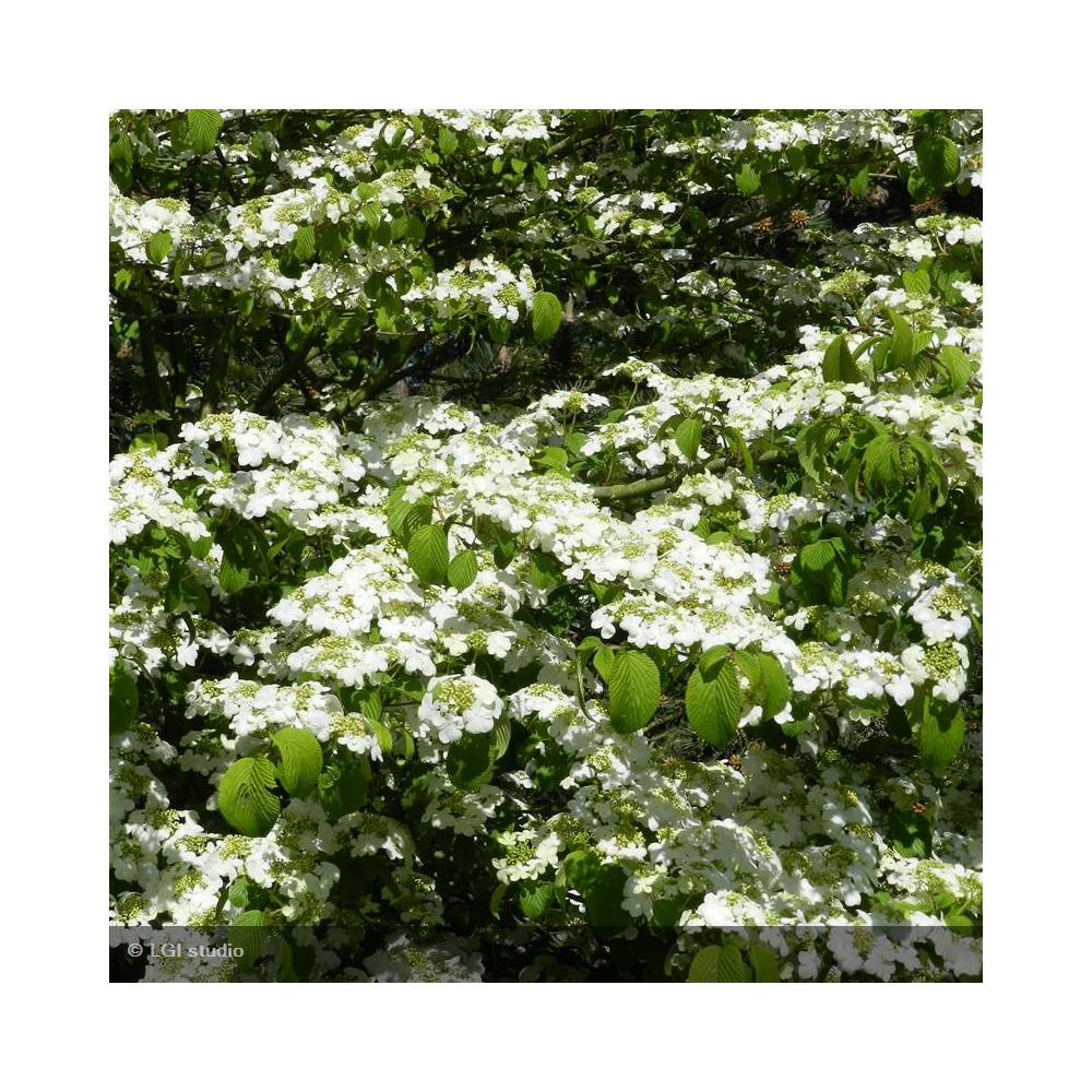 VIBURNUM plicatum Shasta