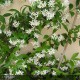 TRACHELOSPERMUM jasminoides