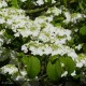 VIBURNUM plicatum Shasta