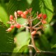 VIBURNUM plicatum Shasta