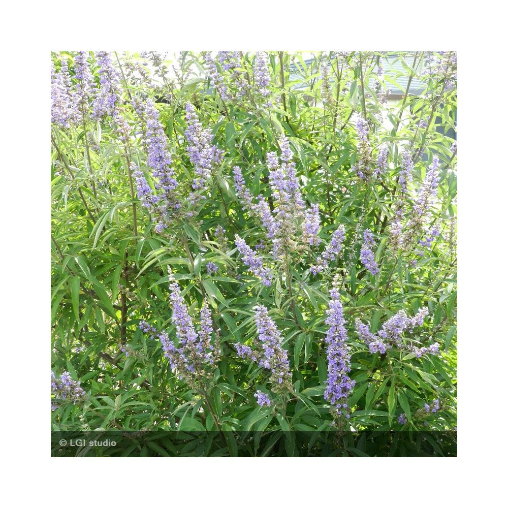 VITEX agnus castus Latifolia