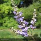 VITEX agnus castus Latifolia