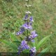 VITEX agnus castus Latifolia