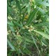 PHILLYREA angustifolia