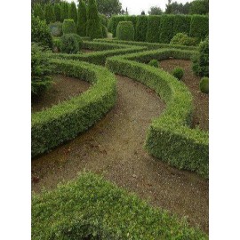 BUXUS sempervirens Suffruticosa