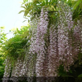 WISTERIA floribunda Rosea