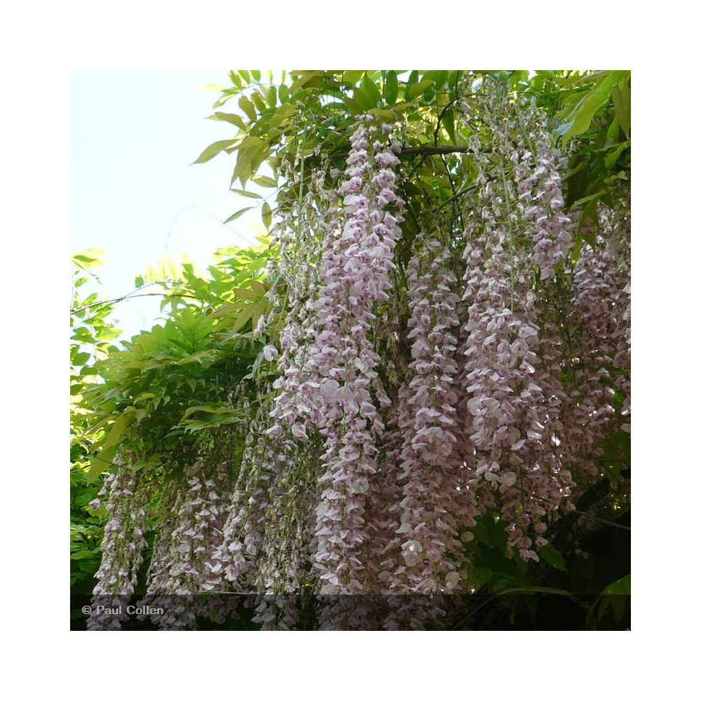 WISTERIA floribunda Rosea