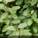 ELAEAGNUS x ebbingei Atlantic