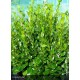 GRISELINIA littoralis Green Horizon