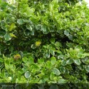 GRISELINIA littoralis Variegata