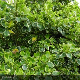 GRISELINIA littoralis Variegata