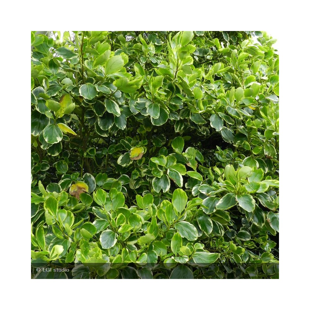 GRISELINIA littoralis Variegata