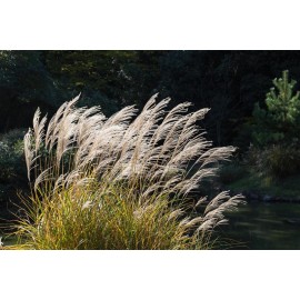 MISCANTHUS sinensis Malepartus