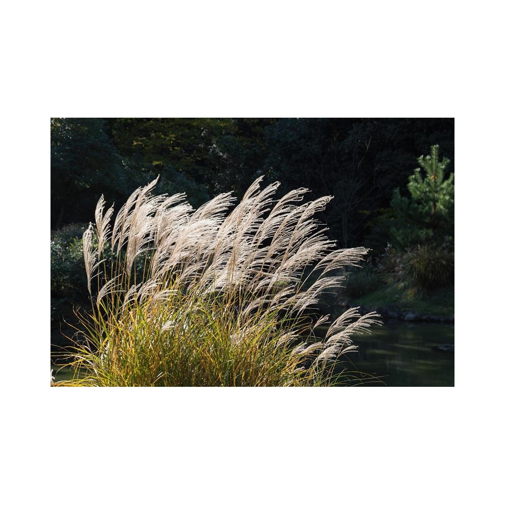 MISCANTHUS sinensis Malepartus