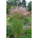 MISCANTHUS sinensis Nippon