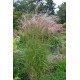 MISCANTHUS sinensis Nippon