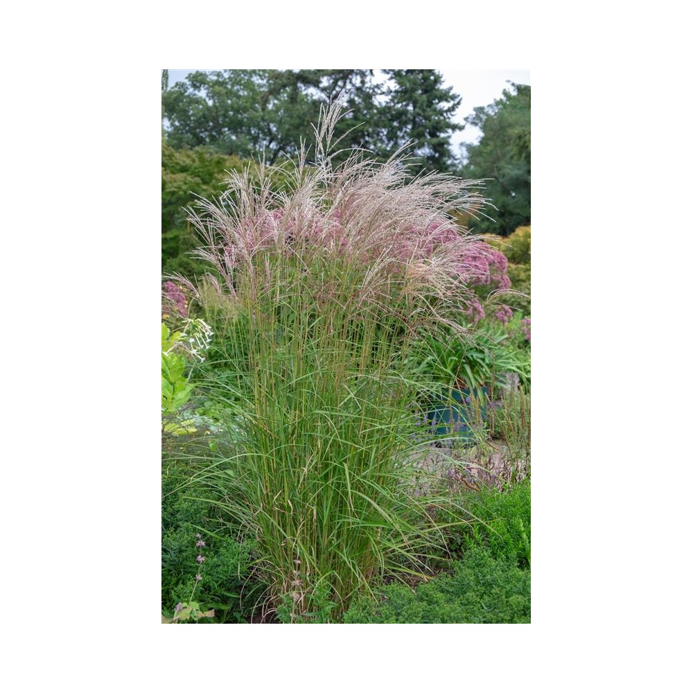 MISCANTHUS sinensis Nippon