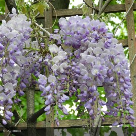 WISTERIA sinensis