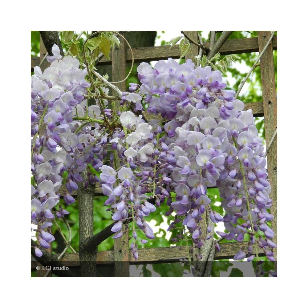 WISTERIA sinensis