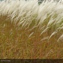 MISCANTHUS sinensis Graziella