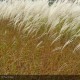 MISCANTHUS sinensis Graziella