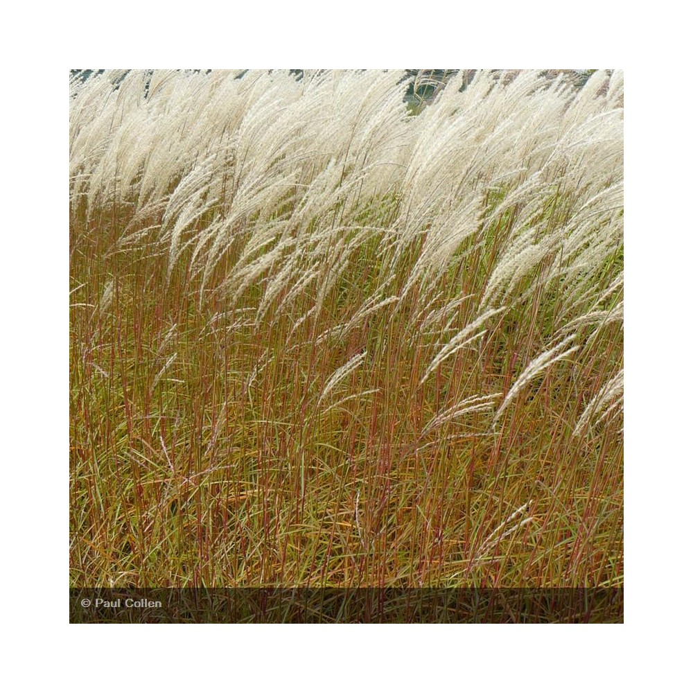 MISCANTHUS sinensis Graziella