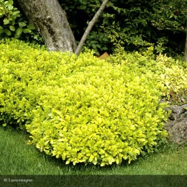 PITTOSPORUM tenuifolium Abbotsbury Gold