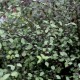 PITTOSPORUM tenuifolium Green Elf