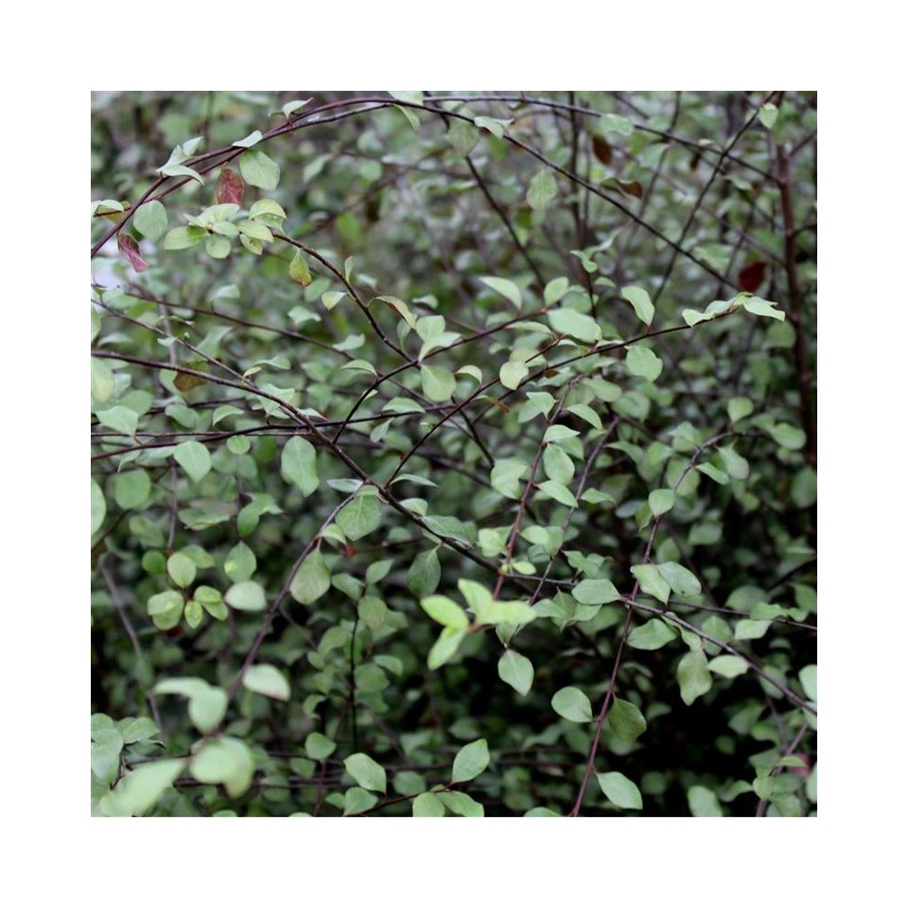 PITTOSPORUM tenuifolium Green Elf