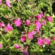 SALVIA microphylla Pink Blush