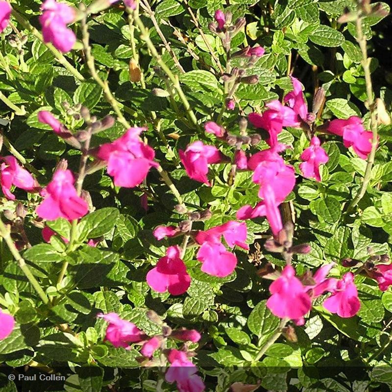 Salvia Microphylla Pink Blush Salvia Microphylla Pink Blush