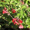 SALVIA jamensis El Duranzo