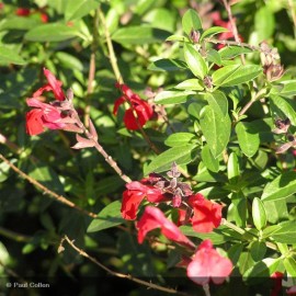 SALVIA jamensis El Duranzo