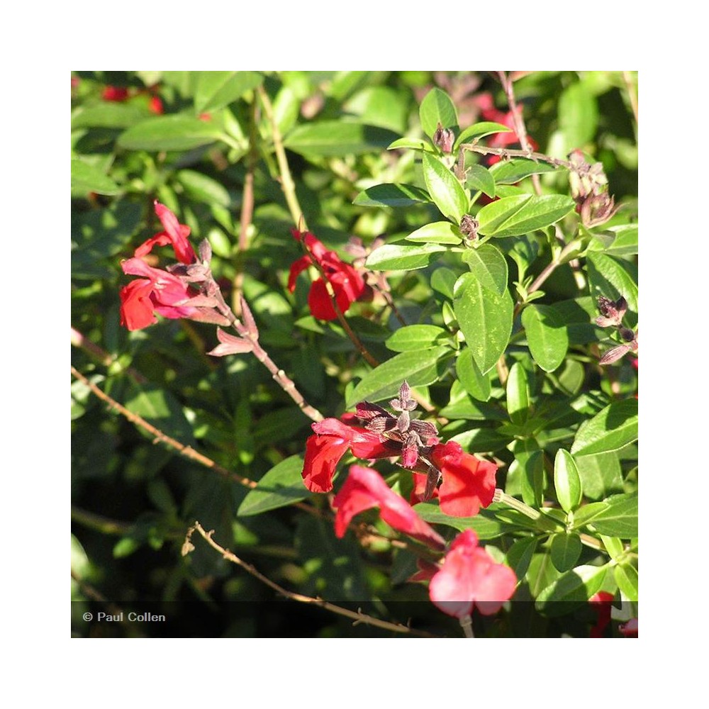 SALVIA jamensis El Duranzo