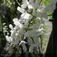 WISTERIA sinensis Alba