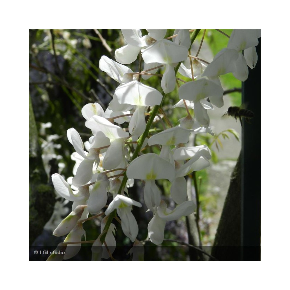 WISTERIA sinensis Alba