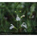 SALVIA greggi Alba