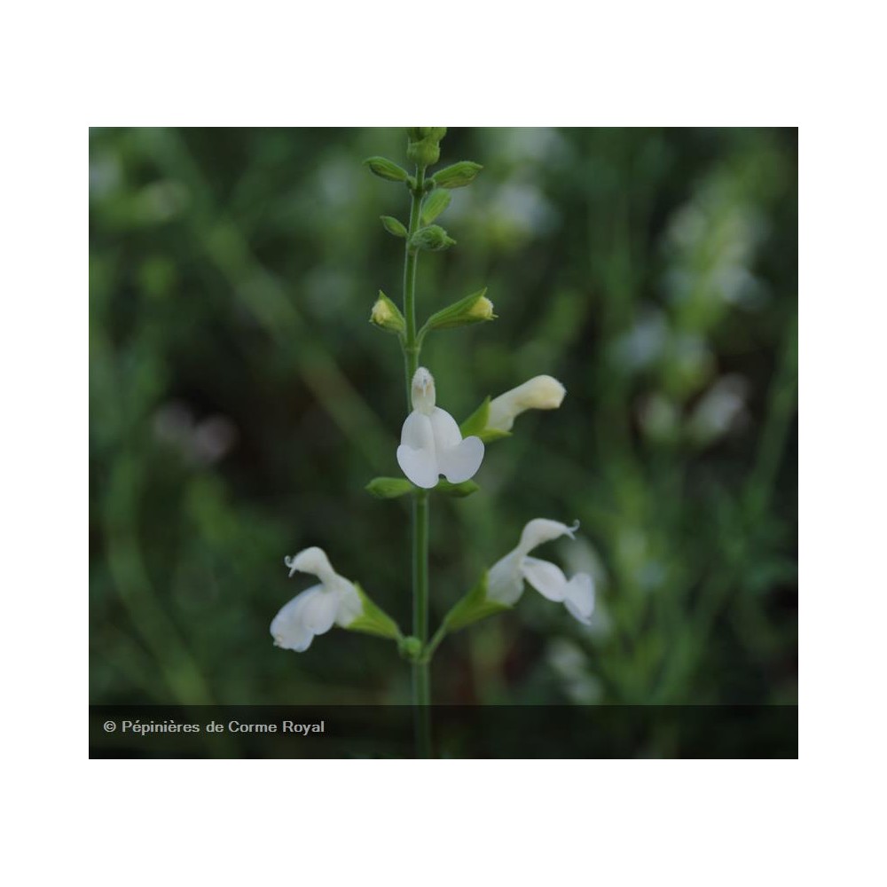 SALVIA greggi Alba