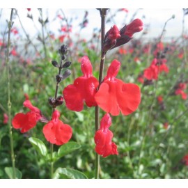 SALVIA microphylla