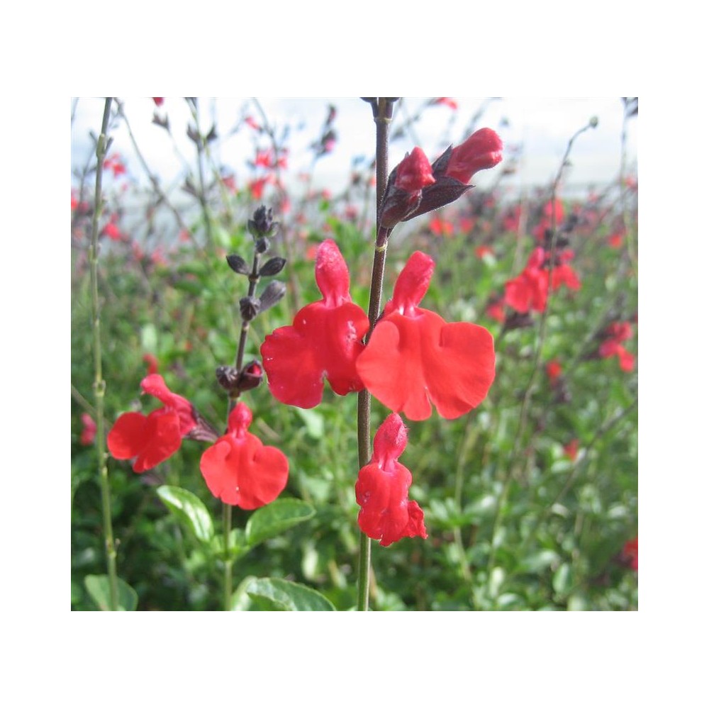 SALVIA microphylla